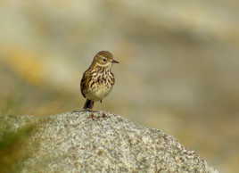 Pipit farlouse