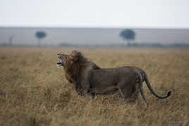 L'hydre de la savane