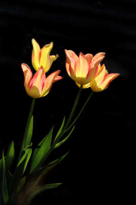 Tulipes Flammes