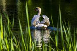 Le cygne