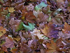 feuilles mortes à ramasser à la pelle
