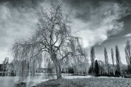 L'arbre au bord de l'eau