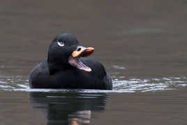 Rencontre avec Donald Duck