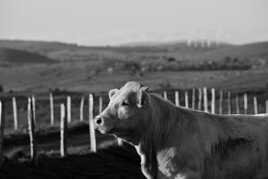 Séance matinale de bronzage N&B