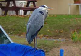 Grand héron cendré