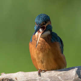 Rototo pour Martin ( pelote de réjection)