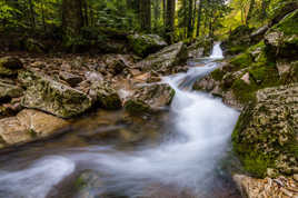 Le ruisseau de la forêt