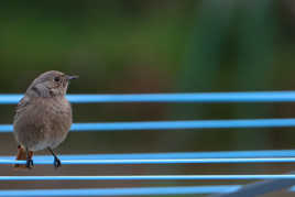 Le Rouge queue donne le LA !