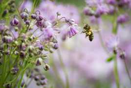 Abeille et Thalictrum