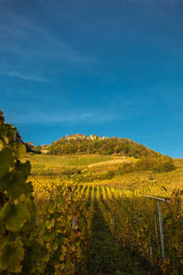 Lumière sur la vigne