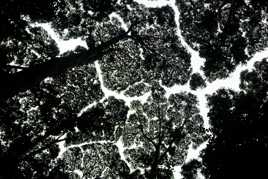 La canopée ne se touche jamais