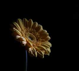 Gerbera 2