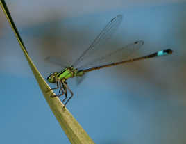 Une jolie demoiselle