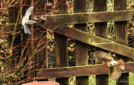 Mésange & rouge gorge