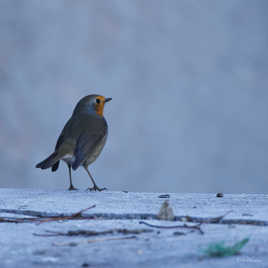 Regarder vers d'autres horizons...