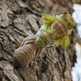 Naissance d'une cigale