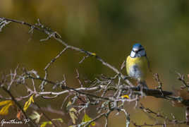 Mésange sur branche