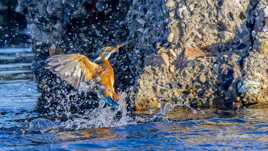 madame martin pêcheur