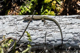 Y a Pas de lézard