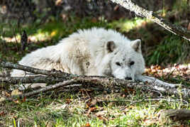 Le loup blanc