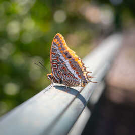 Pacha à deux queues