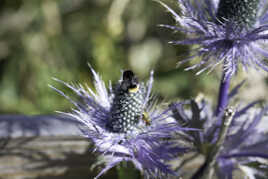 Chardon bleu des alpes