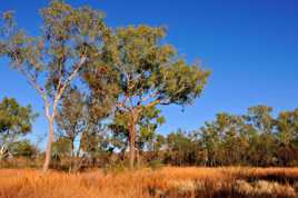 Le bush australien