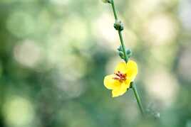 Émergence florale
