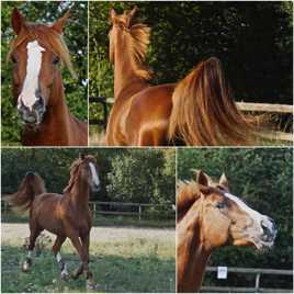 Bingo 4 ans, un adorable jeune cheval