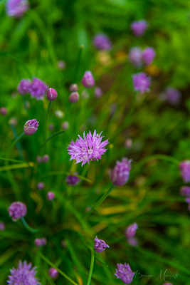 Ciboulette en fleur