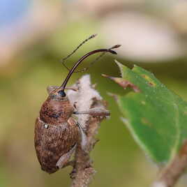 Balanin des noisettes