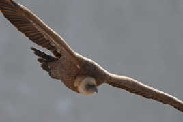 La diagonale du fauve.