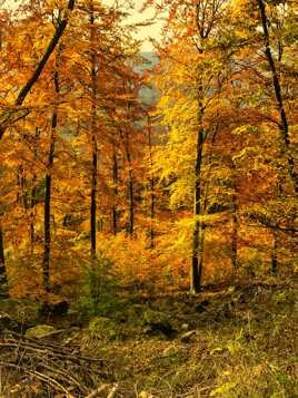 splendeur d'automne