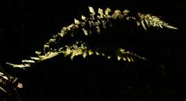 Fougères dans les bois