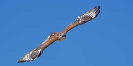 les yeux dans les yeux