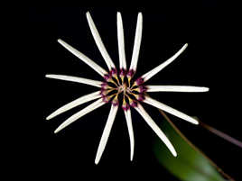 Bulbophyllum makoyanum