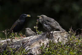 Les jumeaux étourneaux