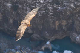 Au dessus du Verdon.