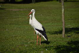 il ne faut pas que je bouge !