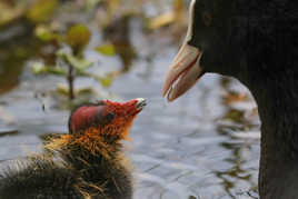 Nouvelle génération