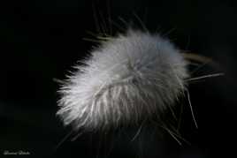 douceur et piquant de la Lagure ovale sauvage