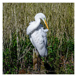 Grande Aigrette dans le marais