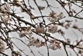 Blanc printemps