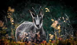 Chamois (massif des Vosges)