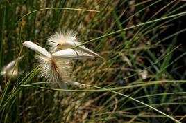 Une invitée inattendue