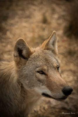 Loup de Mongolie