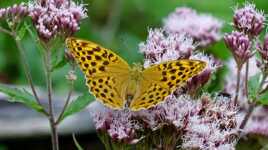 Papillon butineur