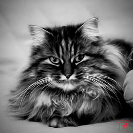 Sibérienne au repos