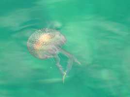 Petite méduse