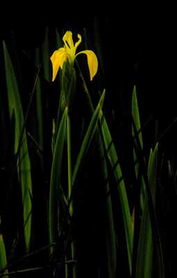 Fond noir (13) ou presque...